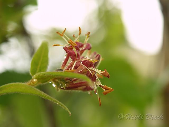 Lonicera giraldii.jpg